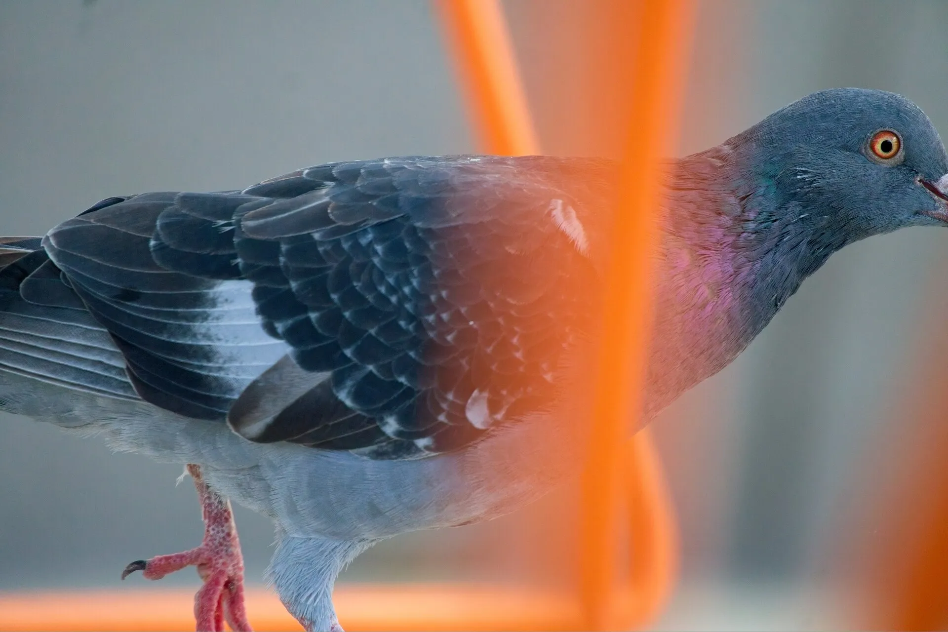A gray pigeon with an iridescent neck stands behind blurred orange railings against a gray background.
