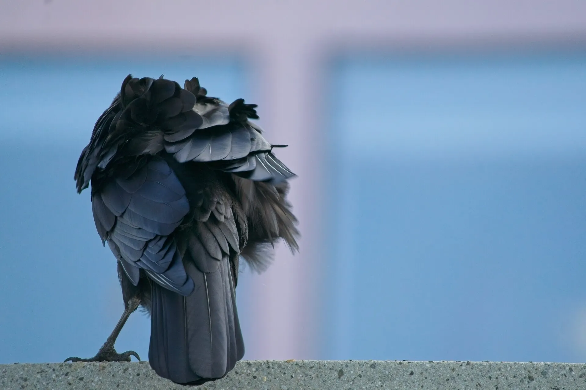 A dark gray pigeon stands on a concrete ledge with its feathers ruffled and head tucked out of sight against a blurred blue background.