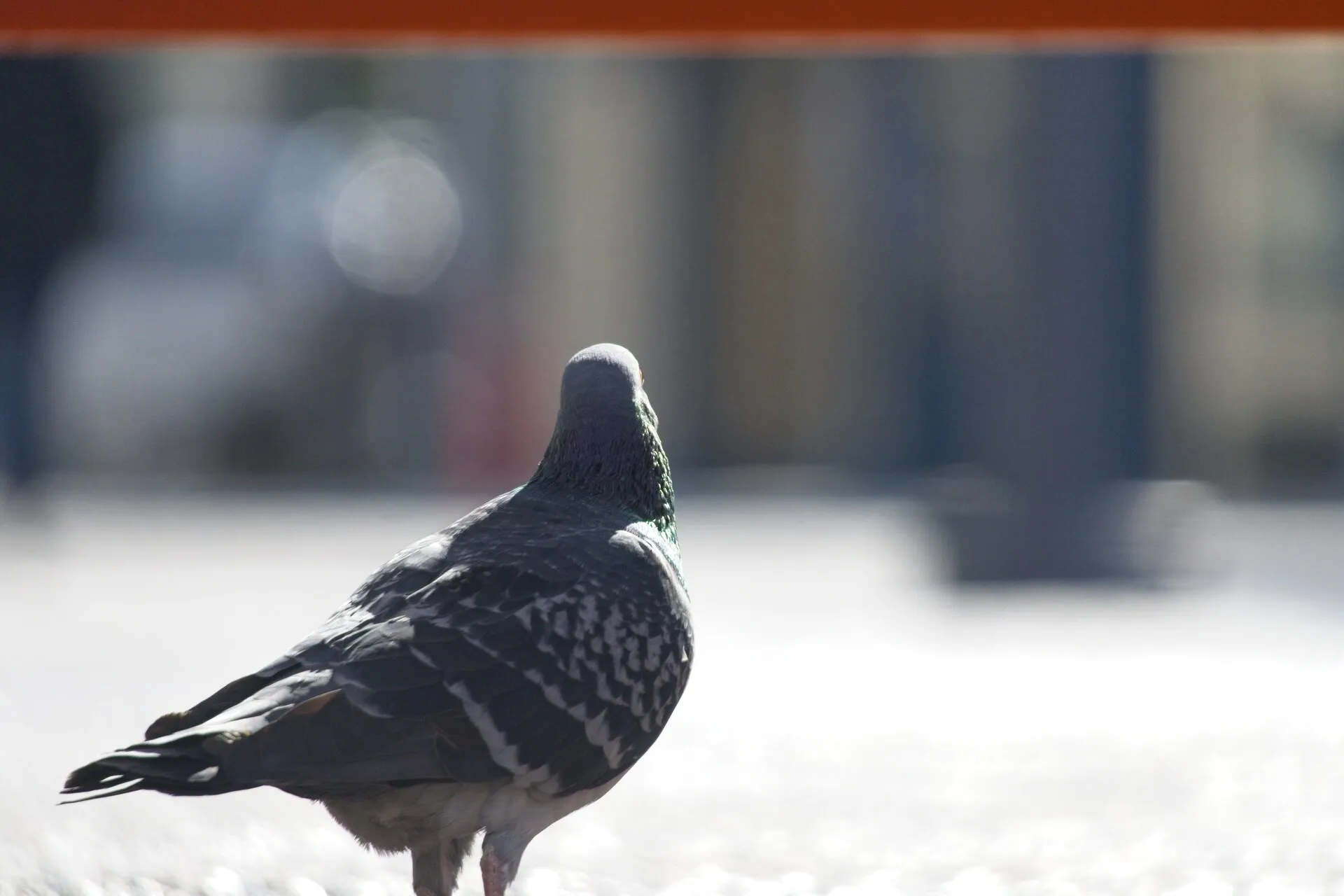 A gray pigeon with dark patterned wings stands facing away on sunlit pavement against a blurred urban background.