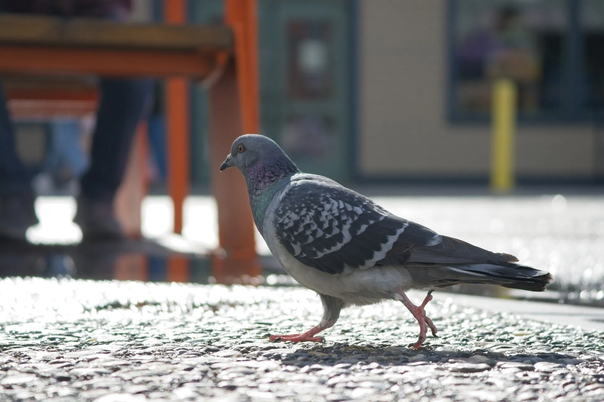 A gray pigeon walks across sunlit cobblestone pavement with a blurred street scene behind it.