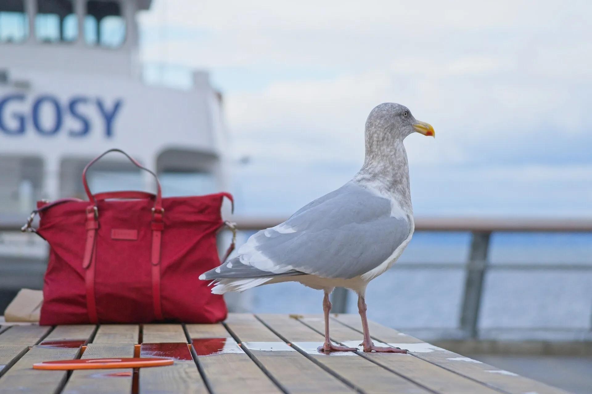 A gray gull stands on a wooden picnic table beside a red bag, with a boat and water in the background.