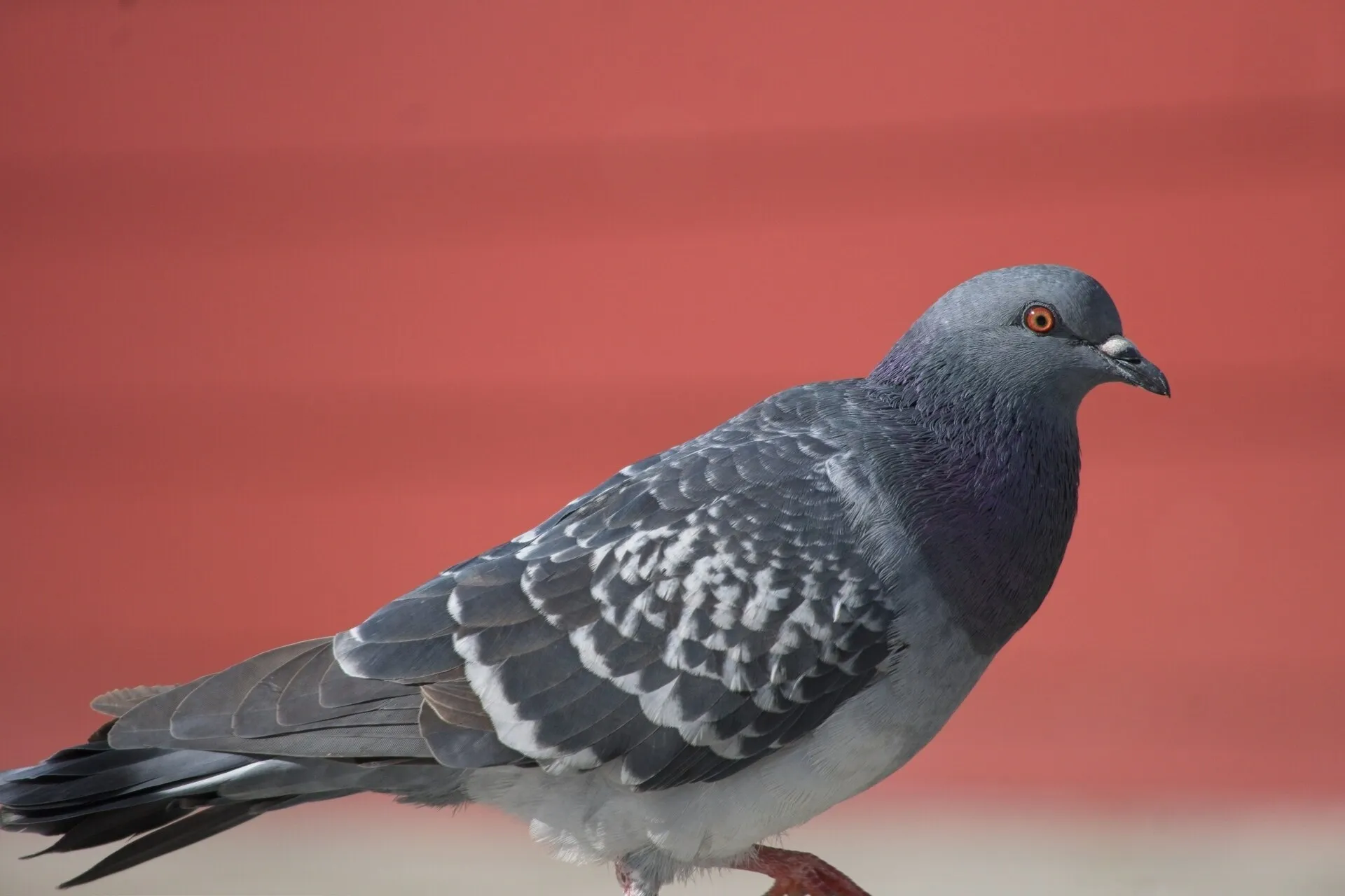 A gray pigeon with patterned wings, an iridescent neck, and an orange eye stands facing right against a blurred red background.